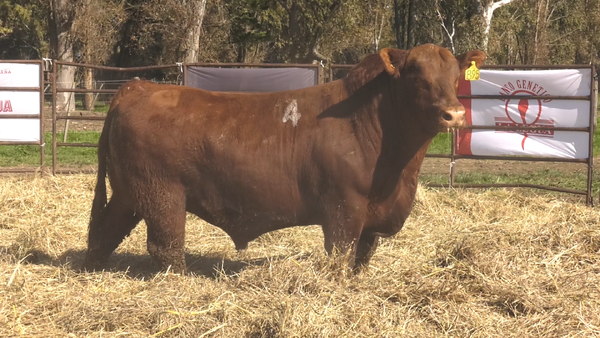 Lote TOROS ANGUS COLORADOS PC
