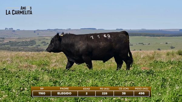 Lote RP 1160 - Angus La Carmelita
