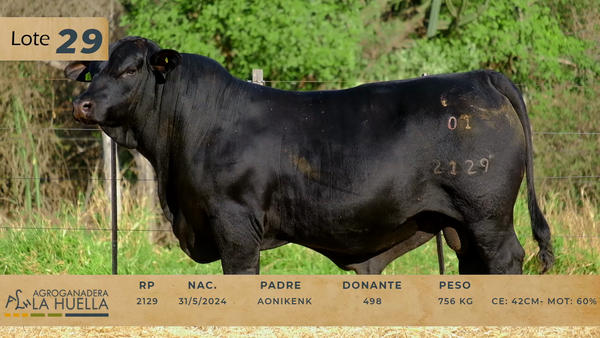 Lote LOTE 29