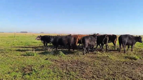 Lote 12 Vacas CUT PÑ en Olavarria