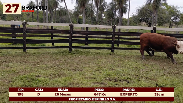 Lote LOTE 27 - TOROS DE CAMPO