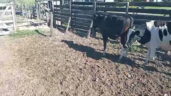 Lote 9 Novillos