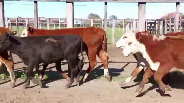 Lote 106 Terneras