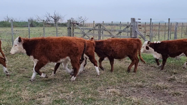 Lote 95 Terneros/as en Bolívar, Buenos Aires