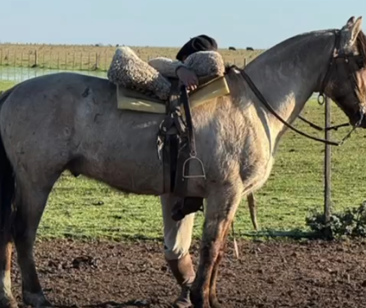 Lote ELCHAGUARAL DE ESTEBAN J NOUGUES