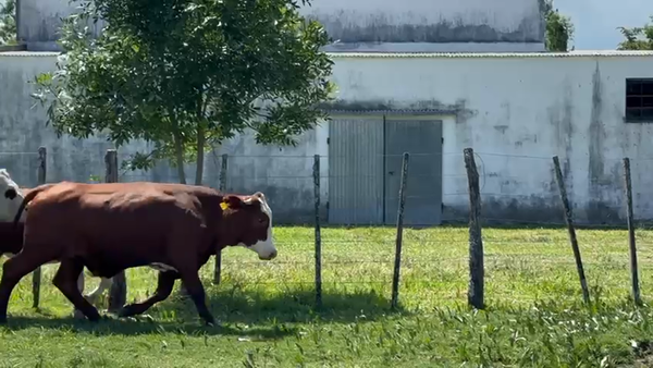 Lote 39 Novillitos