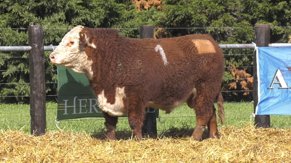 1 -  41260 — TOROS P. HEREFORD PURO REGISTRADO