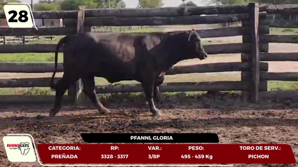 Lote LOTE 28- EN VIVO