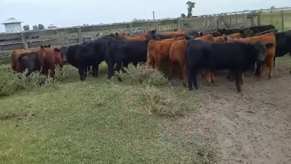 Lote 30 Terneros/as en Pehuajó