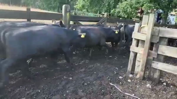 Lote 22 Vaquilla Engorda en Los Lagos, XIV Región Los Ríos