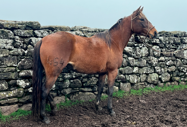 Lote FINALISTA GAITERA