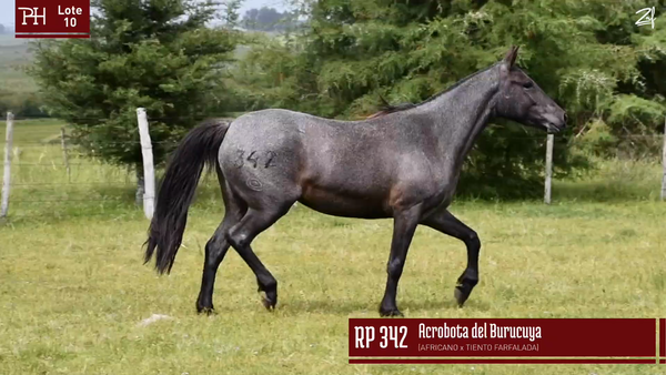 Lote ACROBATA DEL BURUCUYA