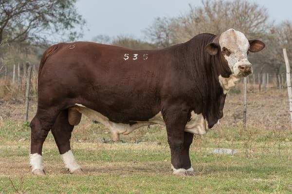 Lote CORRAL 1- CABAÑA ESTANCIA VIEJA