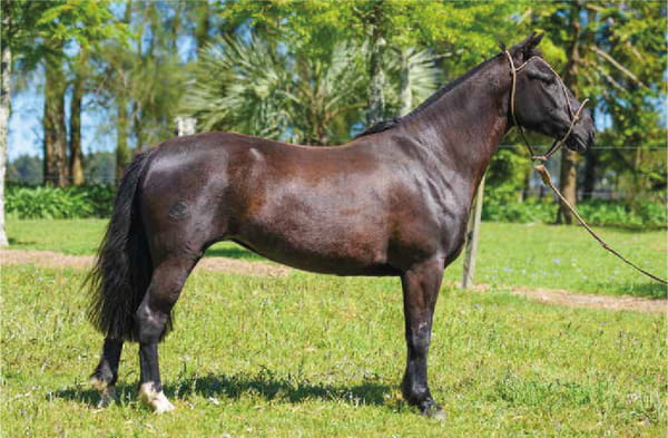 Lote El Gavilán Novia Gaucha (RP 432) Cabaña "El Gavilán"