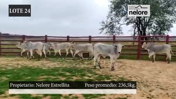 Lote Expo Nacional Terneras - Lote 24