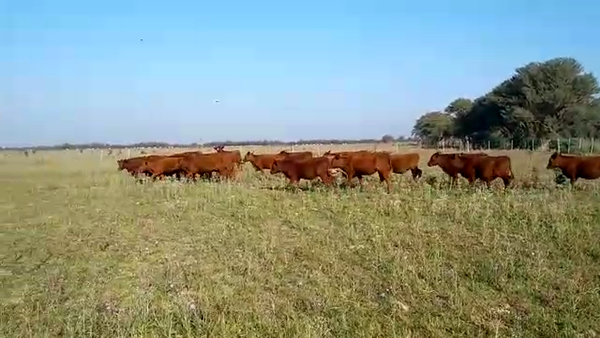 Lote 23 Terneros/as en Santa Fe, Palacios