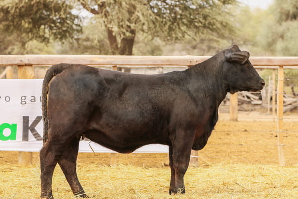 Lote LOTE 44