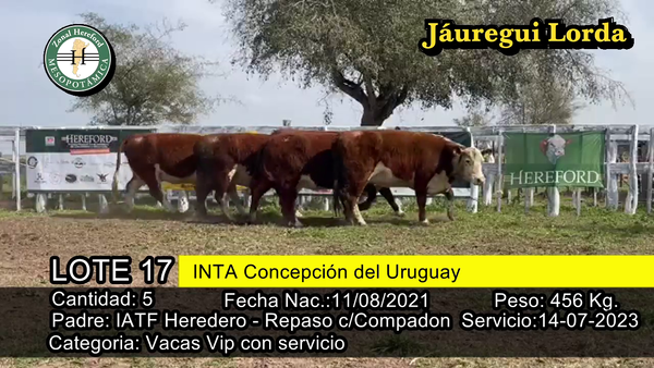 Lote VAQUILLONAS VIP CON SERVICIO