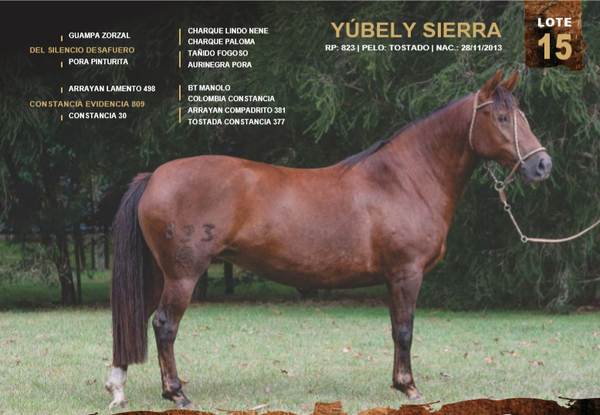 Lote YÚBELY SIERRA