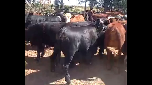 Lote 46 NOVILLITOS - VAQUILLONAS -