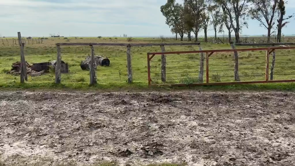 Lote 80 Novillitos