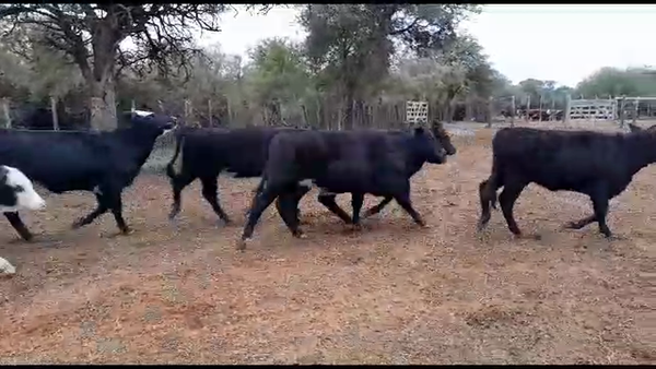 Lote 37 Terneras Cruzas en Gdor. Crespo, Santa Fe