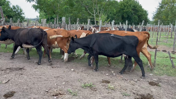 Lote 8 Vacas de Invernada