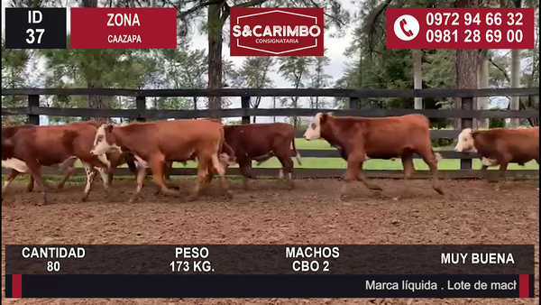 Lote TERNEROS CBO 2