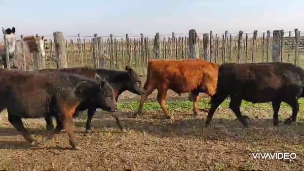 Lote 62 Terneros/as en Gral. Paz, Buenos Aires