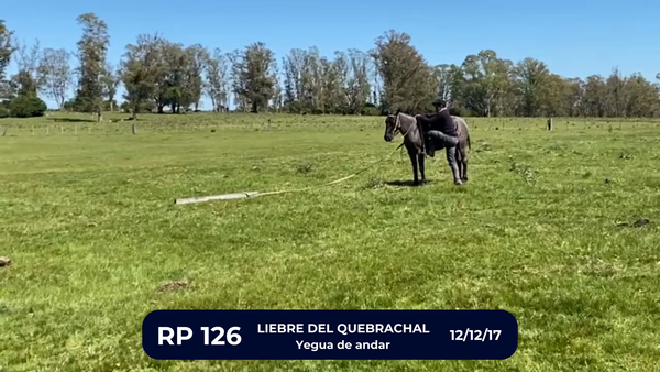 Lote LIEBRE DEL QUEBRACHAL