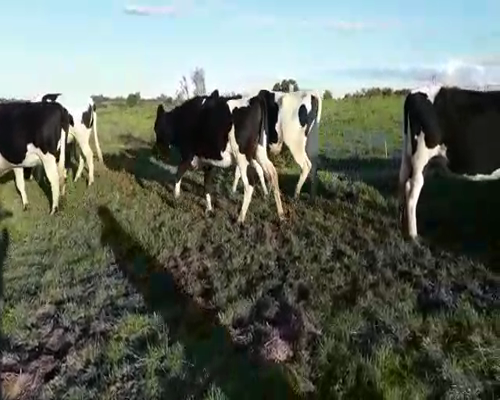 Lote 16 Vaquillonas  HOLANDO 450kg - , San José