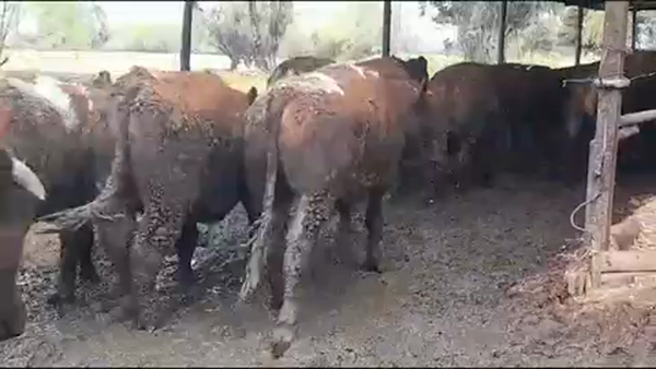 Lote 45 Novillo Gordo en Yerbas Buenas, VII  Región Maule