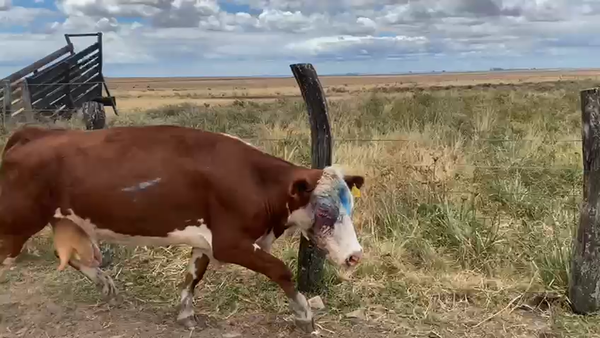 Lote 9 Vacas de invernar en Corrientes, Mariano I. Loza