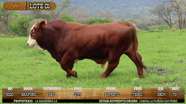 Lote LOTE 1