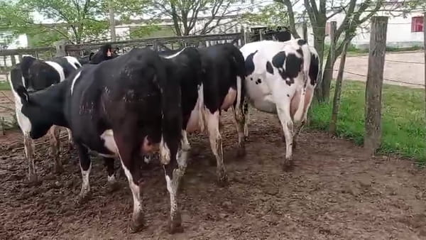 Lote 5 Vaquillonas  550kg - , San José