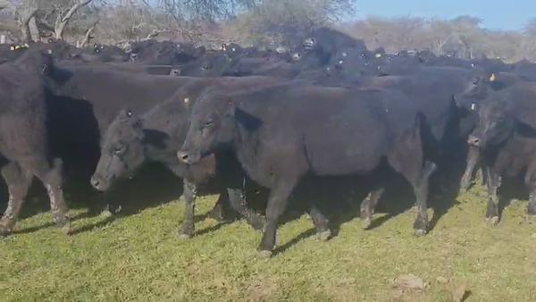 Lote 150 Vaquillonas en Villaguay, Entre Ríos