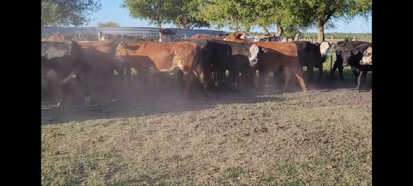 Lote 50 Novillitos y vaquillonas en Entre Ríos, Villaguay