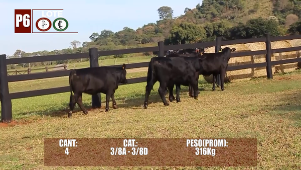 Lote Lote P6 Hembras por Pantalla