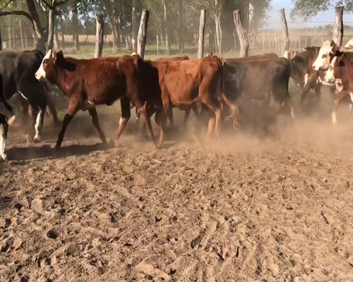 Lote 75 Terneros/as en Bella Vista, Corrientes