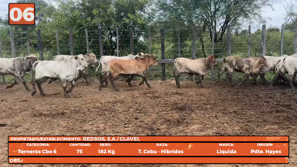 Lote LOTE 6