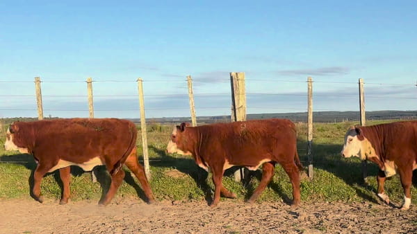 Lote Terneras