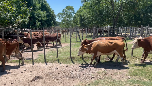 Lote 9 Vacas de Invernada