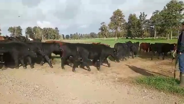 Lote 55 Novillo Engorda en Mariquina, XIV Región Los Ríos