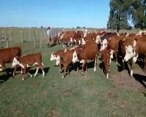 Lote 27 Vacas CUT con cría en Federal, Entre Ríos