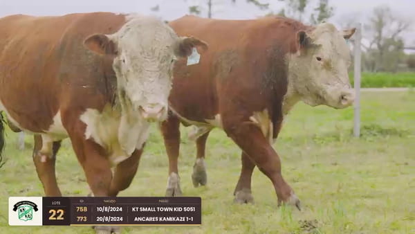Lote Lote 22