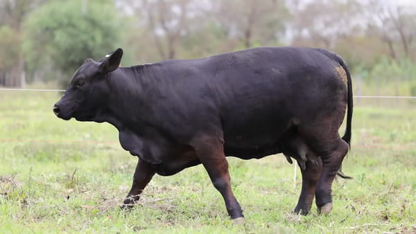 Lote Vaquillonas Brangus G.A. - Preñadas - Cabaña El Candil