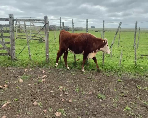 Lote 30 Vientres Preñados en Paysandú