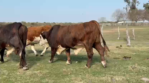 Lote 18 Faena en Corrientes, Curuzu Cuatia
