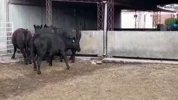 Lote VAQUILLONAS PI PREÑADAS