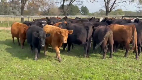 Lote 77 Novillitos